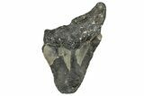 Bargain, Fossil Megalodon Tooth - North Carolina #355867-1